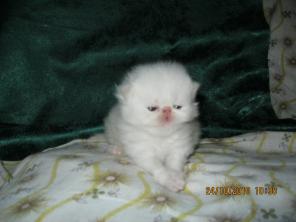 Котята экзотические короткошерстные и персидские
