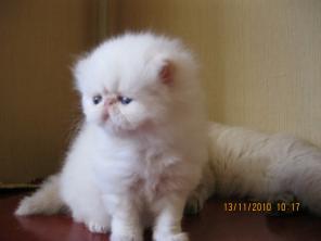 ПЕРСИДСКИЙ КОТЕНОК