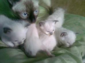 Сиамские Котята