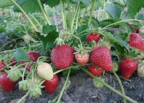 Продам рассаду клубники
