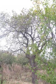 Продается жилой дом в Крыму по адресу Кировский район, г. Старый Крым