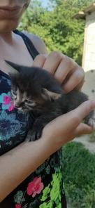 Отдам даром котят. В хорошие руки.