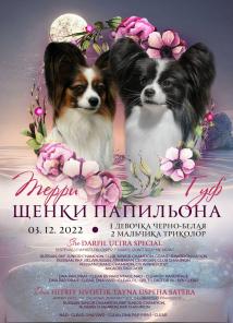 Щенки папийона.