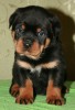 Щенок ротвейлера