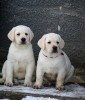 Продаются щенки лабрадора ретривера,