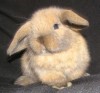 Вислоухие карликовые кролики из питомника "Море Очарования"