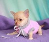 щенок чихуахуа
