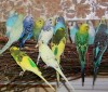 Продам попугаев