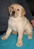 Щенки лабрадора