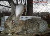 Разводим кроликов породы Фландр(гигантский кролик) и новозеландский красный.Французский баран.Новозеландский белый.Производители нескольких чистопородных линий из Польши и Словакии...Родители 9-10 кг...Есть элитные крольчата 2-3-4 месяца..Недорого.Продам.