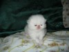 .Котята экзотические короткошерстные и персидские.