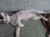 Срочно,продаю, кошечку Донской сфинкс