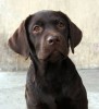 Шенок лабрадора шоколадного окраса.