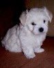 Продается щенок мальтийской болонки