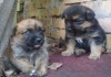 Отдам щенков