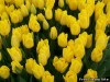 Тюльпаны к 8 Марта оптом