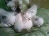 .Сиамские Котята.