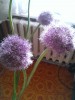.Продам луковицы декоративных растений.