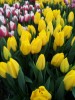 Продам тюльпан оптом к 8 марта