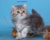 эксклюзивные шотландско-британские котята