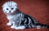 эксклюзивные шотландско-британские котята