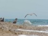 .Дача у моря, 6 соток возле Качи, Севастополь, Крым..