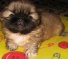 щенки пекинеса